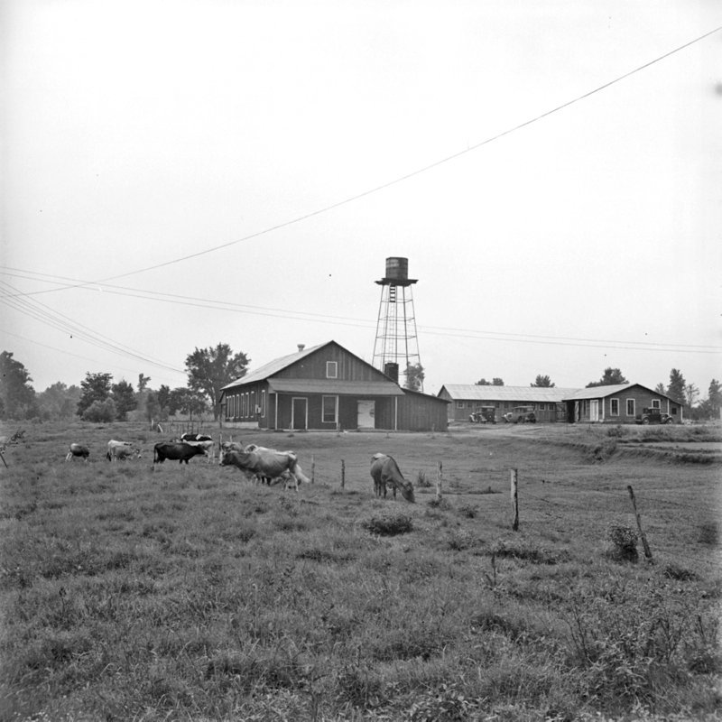 001_Dairy production in Shelby County... (1937).jpg